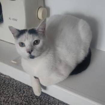 Yang -  Domestic Short Hair Cat for Adoption in Liverpool, Texas - Yang | PetCurious