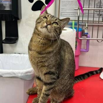 Domestic Short Hair Cats Available for Adoption in Warr Acres, Oklahoma - Bear Bear | PetCurious