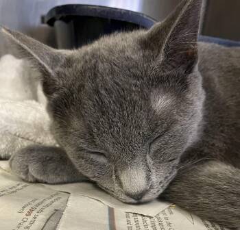 Quebec -  Domestic Short Hair Cat for Adoption in Parma, Ohio - Quebec | PetCurious