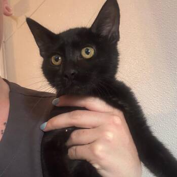 Riku -  Domestic Short Hair Cat for Adoption in Midland, Texas - Riku | PetCurious