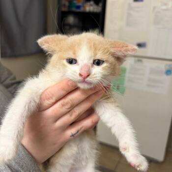 Domestic Short Hair Cats Available for Adoption in Pekin, Illinois - Scout | PetCurious