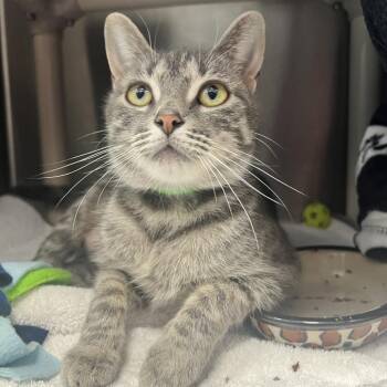 Millie -  Domestic Short Hair Cat for Adoption in Fort Wayne, Indiana - Millie | PetCurious