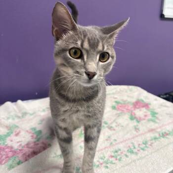 Tommy -  Domestic Short Hair Cat for Adoption in Englewood, Florida - Tommy | PetCurious