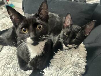 Domestic Short Hair Cats Available for Adoption in Vancouver, Washington - Costello | PetCurious