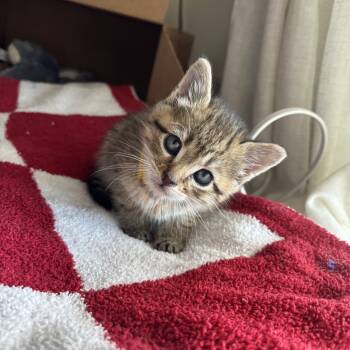 Rescue Domestic Short Hair Cats for Adoption in Raleigh, North Carolina - Ingrid | PetCurious