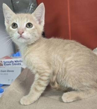 Dustin Henderson -  Domestic Short Hair Cat for Adoption in Fresno, California - Dustin Henderson | PetCurious