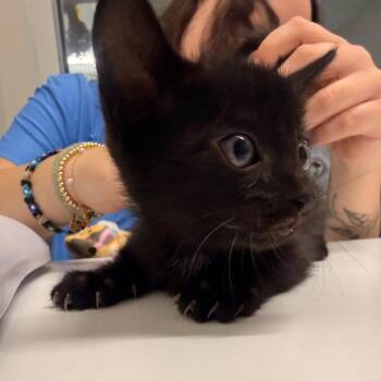 Muffin -  Domestic Medium Hair Cat for Adoption in Chattanooga, Tennessee - Muffin | PetCurious