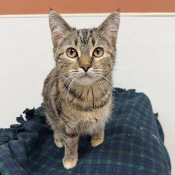 Domestic Short Hair Cats Available for Adoption in Detroit Lakes, Minnesota - Elizabetta | PetCurious