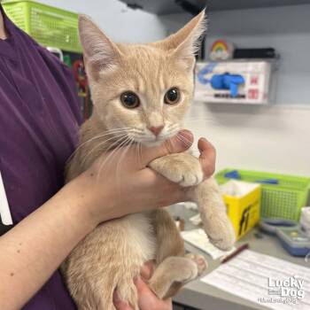 Domestic Short Hair Cats Available for Adoption in Washington, District Of Columbia - Izzy | PetCurious