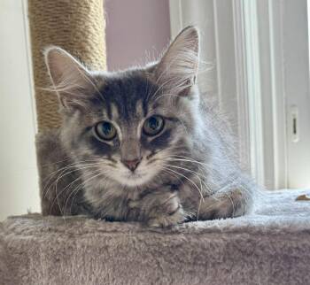 Siren aka Fairy Garland -  Domestic Medium Hair Cat for Adoption in West Peoria, Illinois - Siren Aka Fairy Garland | PetCurious