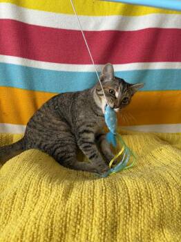 Rescue American Shorthair Cats for Adoption in Barboursville, West Virginia - Livi | PetCurious