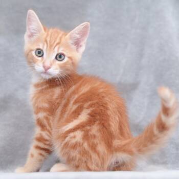 Tapatio -  Domestic Short Hair Cat for Adoption in Sunnyvale, California - Tapatio | PetCurious