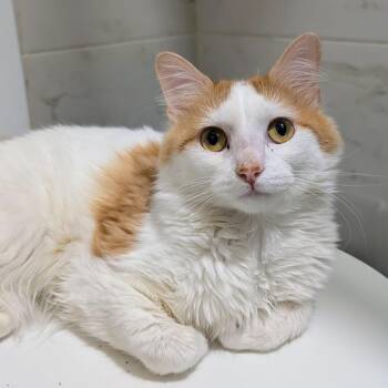 Domestic Long Hair Cats Available for Adoption in New York, New York - Maestro | PetCurious