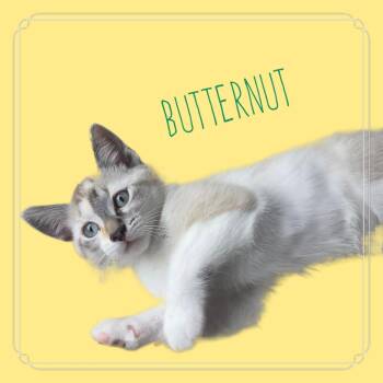 Siamese and Domestic Short Hair Cats Available for Adoption in Milton, Georgia - Butternut Doe | PetCurious