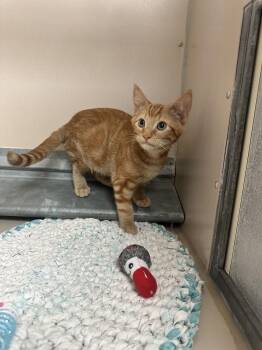 61954523 -  Domestic Short Hair Cat for Adoption in Elko, Nevada - 61954523 | PetCurious
