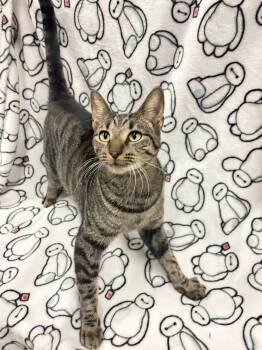 Rain -  Domestic Short Hair Cat for Adoption in Rockwall, Texas - Rain | PetCurious