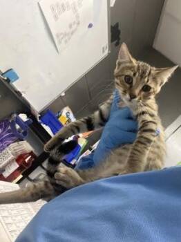 Coca Cola -  Domestic Short Hair Cat for Adoption in Fort Worth, Texas - Coca Cola | PetCurious
