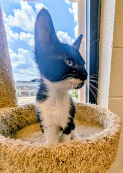 Ribbon -  American Shorthair Cat for Adoption in Mt. Juliet, Tennessee - Ribbon | PetCurious