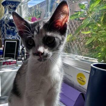 Fox -  Domestic Medium Hair Cat for Adoption in Westminster, California - Fox | PetCurious