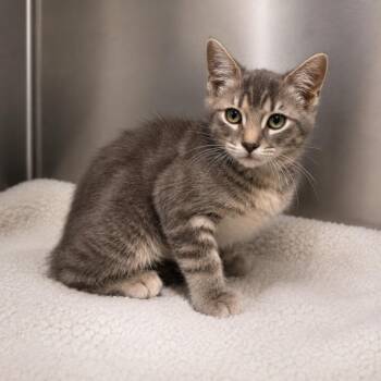 Hot Cheeto -  Domestic Medium Hair Cat for Adoption in Lathrop, California - Hot Cheeto | PetCurious