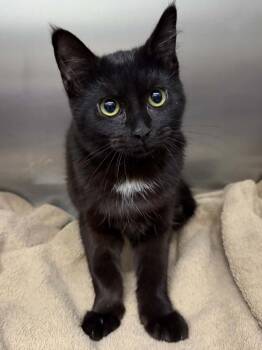 Sienna -  Domestic Short Hair Cat for Adoption in Mobile, Alabama - Sienna | PetCurious