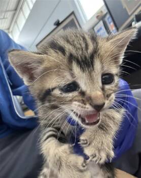Domestic Short Hair Cats Available for Adoption in Dallas, Texas - DULCE | PetCurious