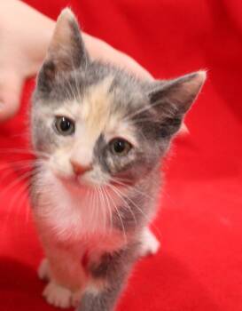 Domestic Short Hair Cats Available for Adoption in Vacaville, California - Juno | PetCurious