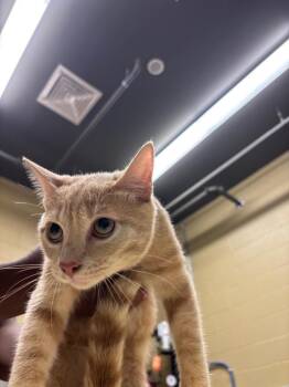 Gamble -  Domestic Short Hair Cat for Adoption in Douglasville, Georgia - Gamble | PetCurious