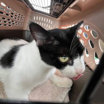 Martha Delton 0716 -  Domestic Short Hair Cat for Adoption - Martha Delton 0716 | PetCurious