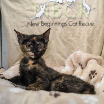 Rescue Tortoiseshell Cats for Adoption in Garland, Texas - Tiramisu | PetCurious