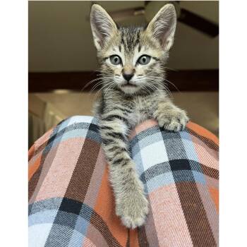 Domestic Short Hair Cats Available for Adoption in Austin, Texas - Little Lucky | PetCurious