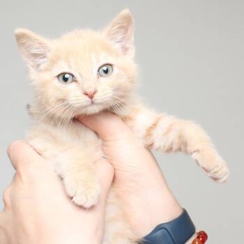 Domestic Short Hair Cats Available for Adoption in Minnetonka, Minnesota - Fly C69042 | PetCurious