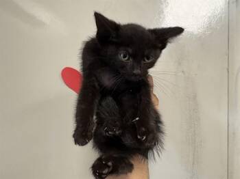 QUASI - NEEDS FOSTER -  Domestic Short Hair Cat for Adoption in Ontario, California - QUASI - NEEDS FOSTER | PetCurious