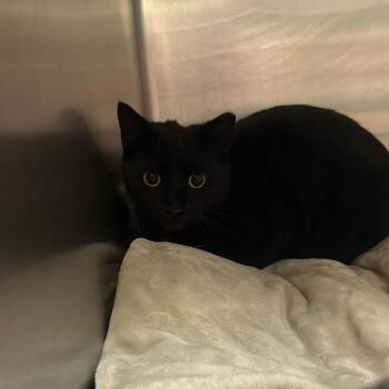 Domestic Short Hair Cats Available for Adoption - Taco Belle | PetCurious