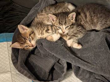 Mochi -  Domestic Short Hair Cat for Adoption in Cincinnati, Ohio - Mochi | PetCurious