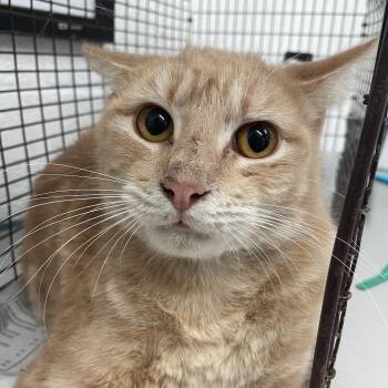 Domestic Short Hair Cats Available for Adoption - Peanut | PetCurious