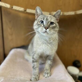 Yasmine -  Domestic Short Hair and Siamese Cat for Adoption in Fargo, North Dakota - Yasmine | PetCurious