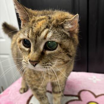 Aunt Bev -  Domestic Medium Hair Cat Available for Adoption in Granville, Ohio - Aunt Bev | PetCurious