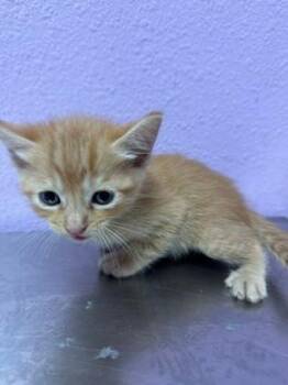 61363028 -  Domestic Short Hair Cat for Adoption in El Paso, Texas - 61363028 | PetCurious