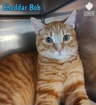 Domestic Short Hair Cats Available for Adoption - Cheddar Bob | PetCurious