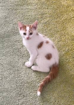 Poke -  Domestic Short Hair Cat for Adoption in Tampa, Florida - Poke | PetCurious