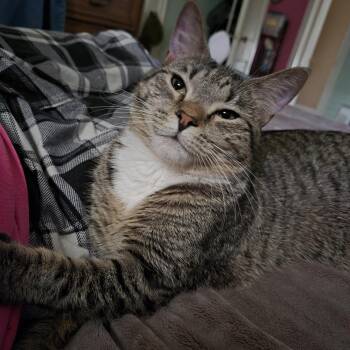 Domestic Short Hair Cats Available for Adoption - Thumbelina | PetCurious