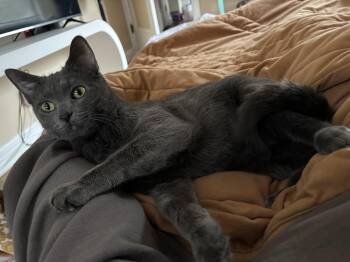 Jazzy -  Domestic Short Hair and Russian Blue Cat for Adoption in New Franklin, Ohio - Jazzy | PetCurious