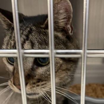 Romey -  Domestic Short Hair Cat for Adoption in Port Charlotte, Florida - Romey | PetCurious