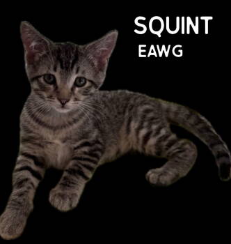 Rescue Domestic Short Hair and Tabby Cats for Adoption in Pensacola, Florida - Squint | PetCurious