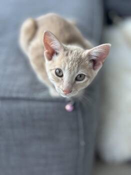 Dolly -  Domestic Short Hair Cat for Adoption in Charleston, South Carolina - Dolly | PetCurious