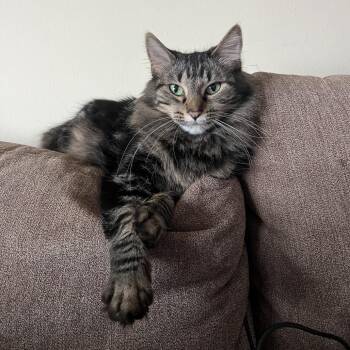 Domestic Long Hair Cats Available for Adoption in South Elgin, Illinois - Peanut - Home To Home | PetCurious