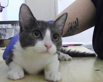 Marlowe -  Domestic Short Hair Cat for Adoption in Dayton, Minnesota - Marlowe | PetCurious