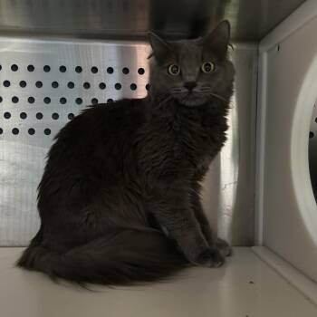 Rescue Domestic Long Hair Cats for Adoption in Oyster Bay, New York - Stardust | PetCurious