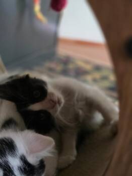 Batman -  Domestic Short Hair Cat for Adoption in San Antonio, Texas - Batman | PetCurious